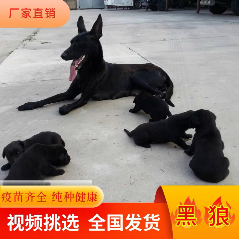 中华墨界黑狼犬活体幼犬纯种黑狼犬大型巨型犬