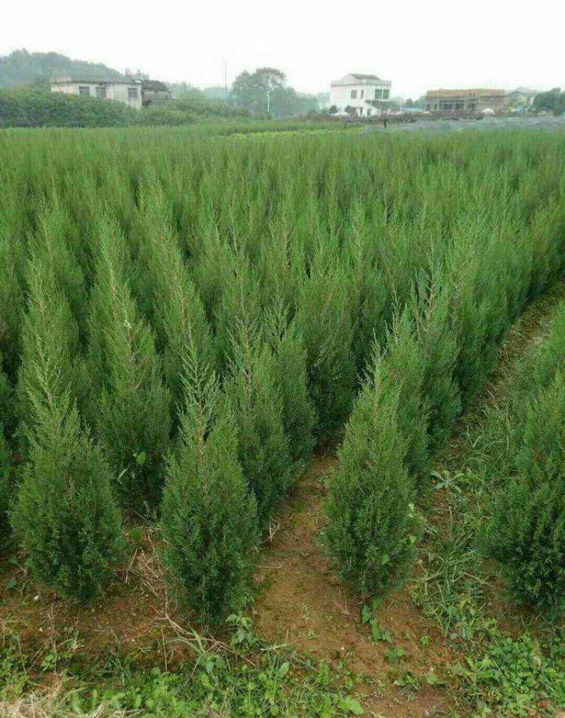 塔柏树苗松树苗侧柏树苗宝塔松柏树苗松柏树苗四季常青树