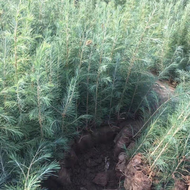 雪松树苗四季常青耐寒植物大苗占地盆栽地栽行道树庭院别墅