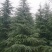 雪松树苗四季常青耐寒植物大苗占地盆栽地栽行道树庭院别墅
