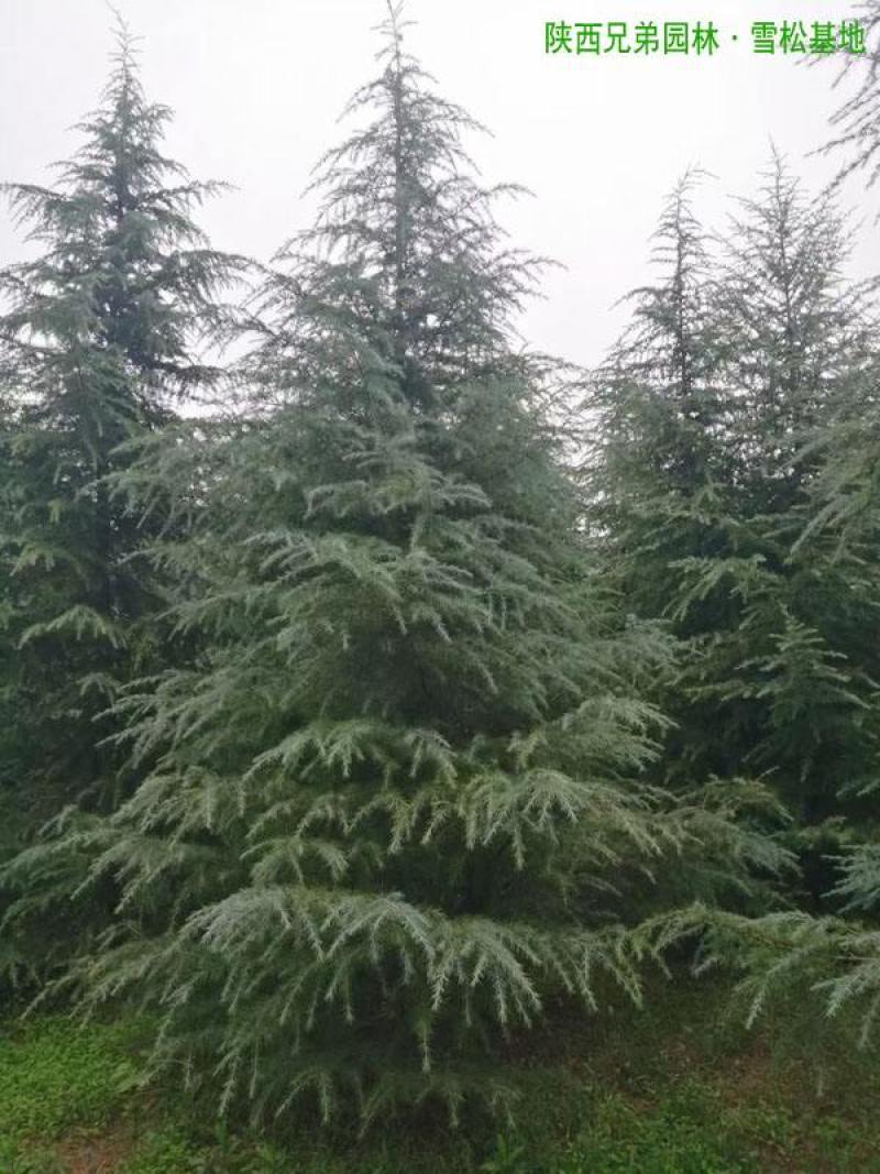 雪松树苗四季常青耐寒植物大苗占地盆栽地栽行道树庭院别墅