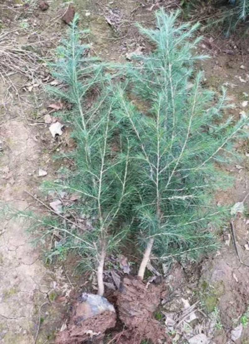 雪松树苗四季常青耐寒植物大苗占地盆栽地栽行道树庭院别墅