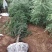 雪松树苗四季常青耐寒植物大苗占地盆栽地栽行道树庭院别墅