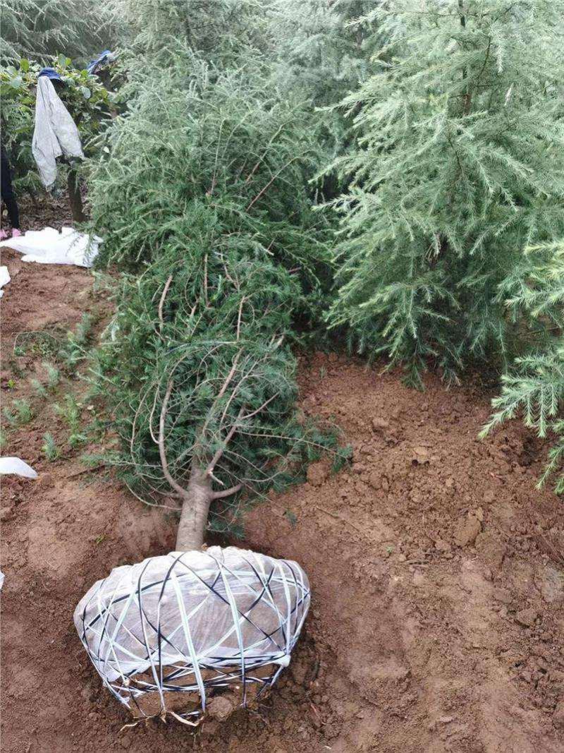 雪松树苗四季常青耐寒植物大苗占地盆栽地栽行道树庭院别墅