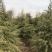雪松树苗四季常青耐寒植物大苗占地盆栽地栽行道树庭院别墅