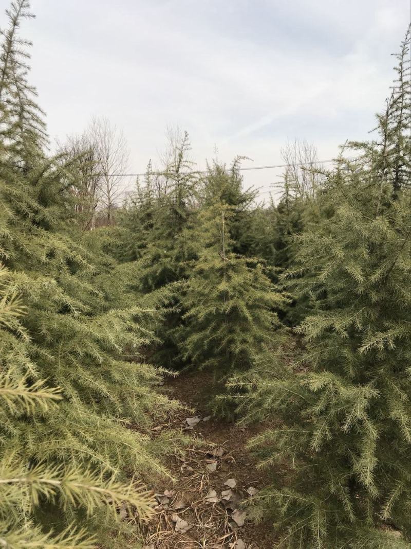 雪松树苗四季常青耐寒植物大苗占地盆栽地栽行道树庭院别墅
