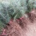 雪松树苗四季常青耐寒植物大苗占地盆栽地栽行道树庭院别墅