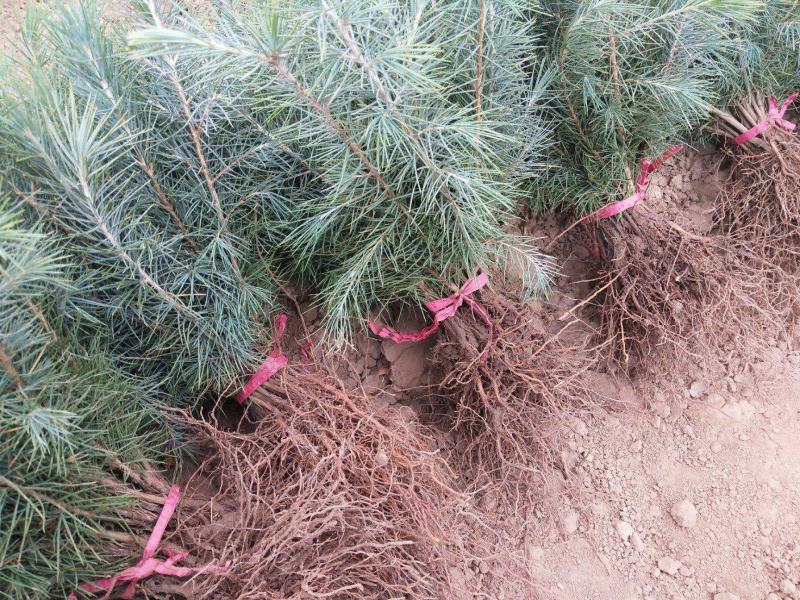 雪松树苗四季常青耐寒植物大苗占地盆栽地栽行道树庭院别墅