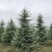 雪松树苗四季常青耐寒植物大苗占地盆栽地栽行道树庭院别墅