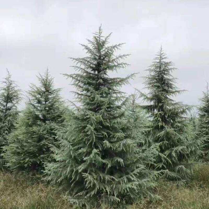 雪松树苗四季常青耐寒植物大苗占地盆栽地栽行道树庭院别墅