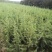 雪松树苗四季常青耐寒植物大苗占地盆栽地栽行道树庭院别墅