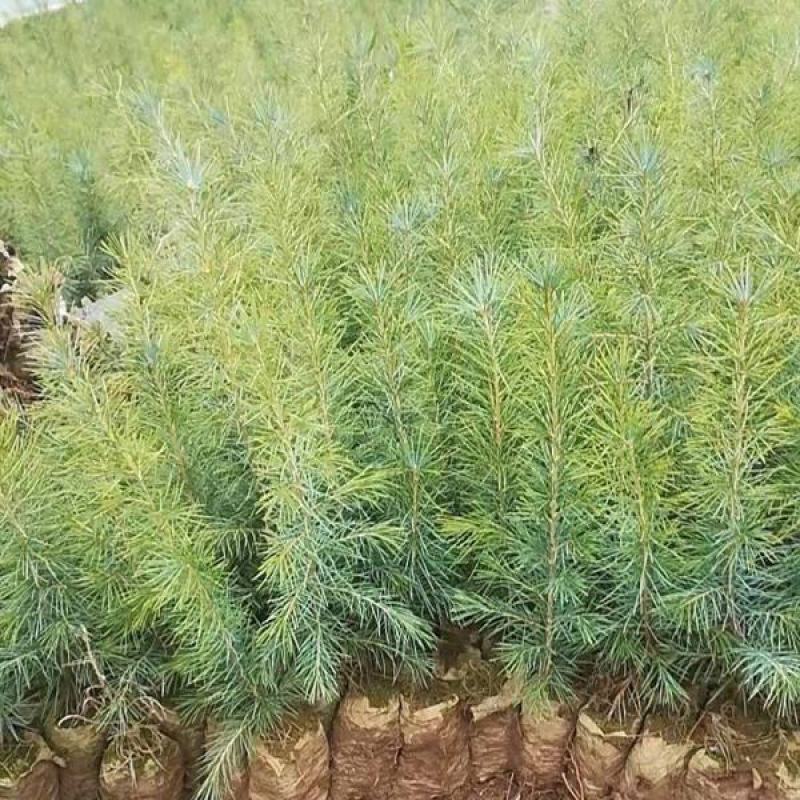 雪松树苗四季常青耐寒植物大苗占地盆栽地栽行道树庭院别墅