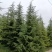 雪松树苗四季常青耐寒植物大苗占地盆栽地栽行道树庭院别墅