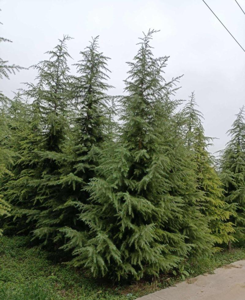 雪松树苗四季常青耐寒植物大苗占地盆栽地栽行道树庭院别墅
