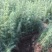 雪松树苗四季常青耐寒植物大苗占地盆栽地栽行道树庭院别墅