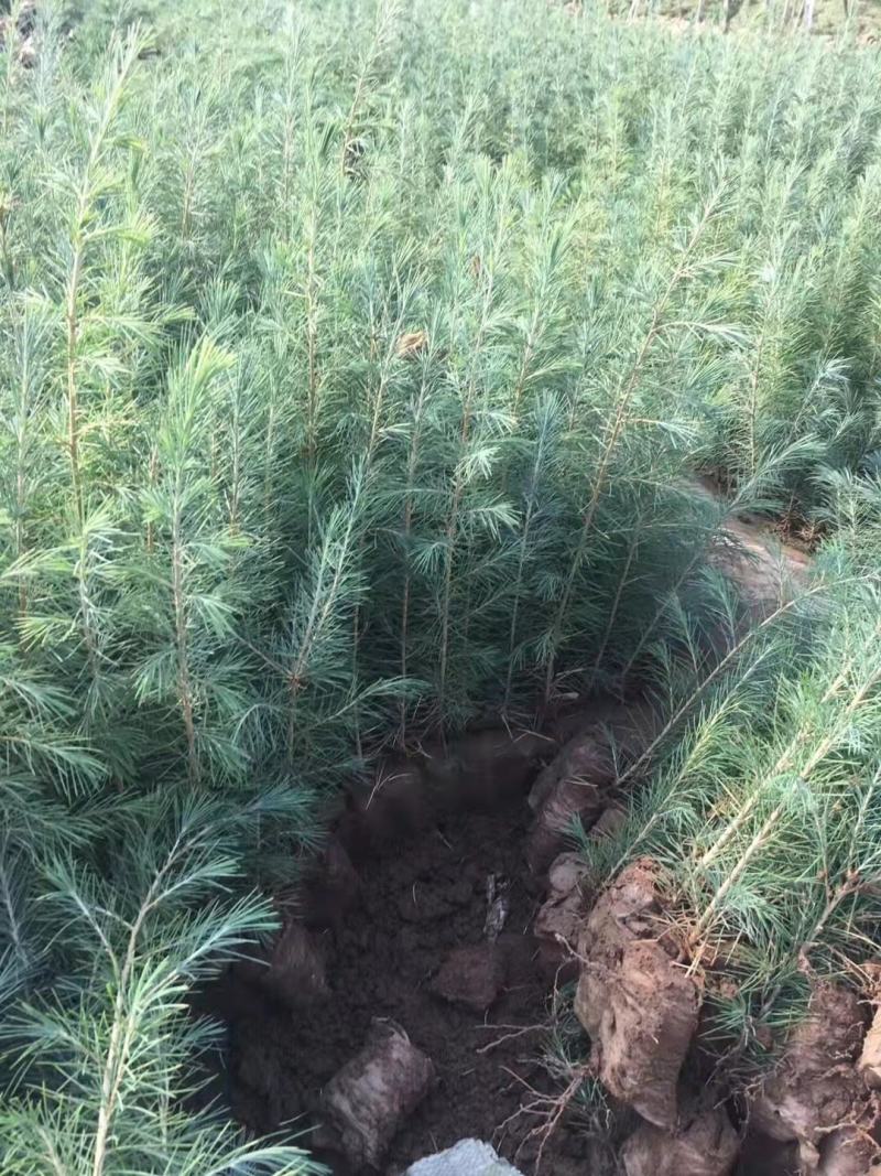雪松树苗四季常青耐寒植物大苗占地盆栽地栽行道树庭院别墅