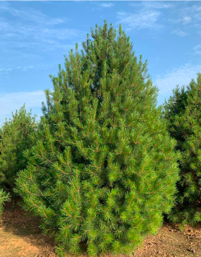 雪松树苗四季常青耐寒植物大苗占地盆栽地栽行道树庭院别墅