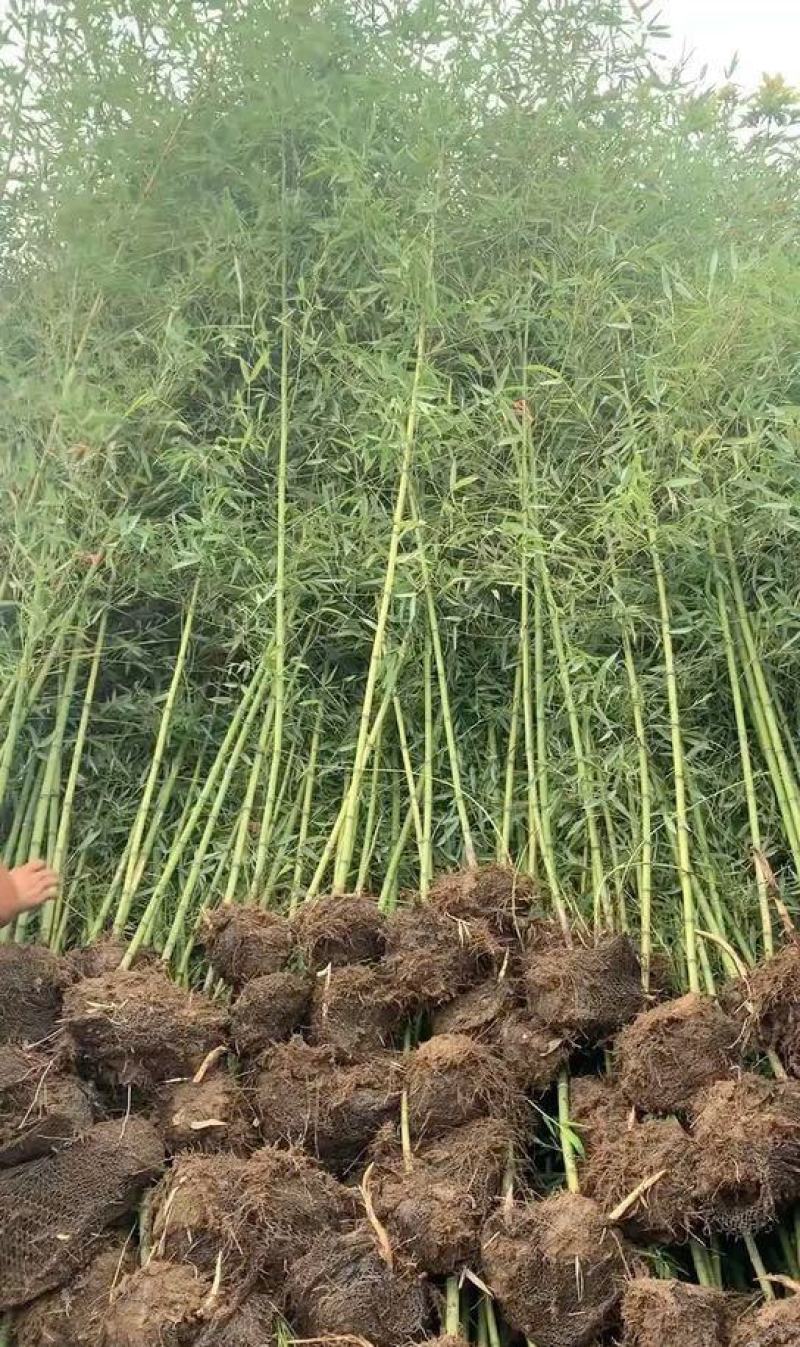 早园竹苗雷竹苗刚竹苗青竹苗庭院竹子苗四季常青翠竹