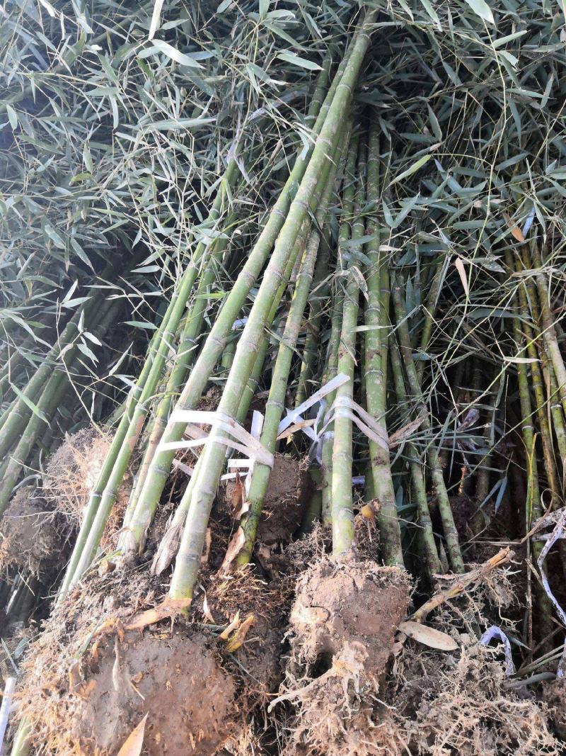 早园竹苗雷竹苗刚竹苗青竹苗庭院竹子苗四季常青翠竹