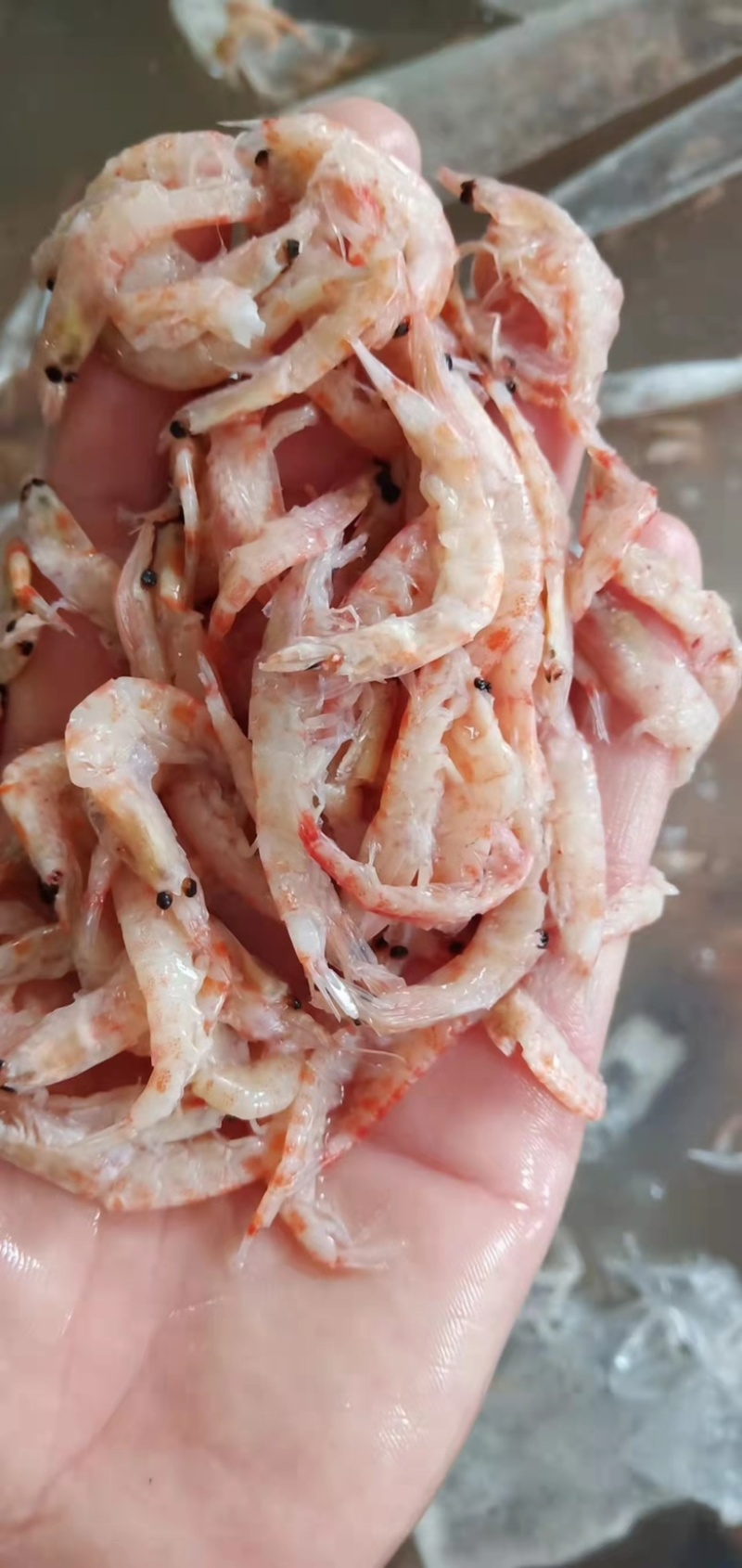 南极磷虾，大量供应ML双L现货，欢迎咨询价格