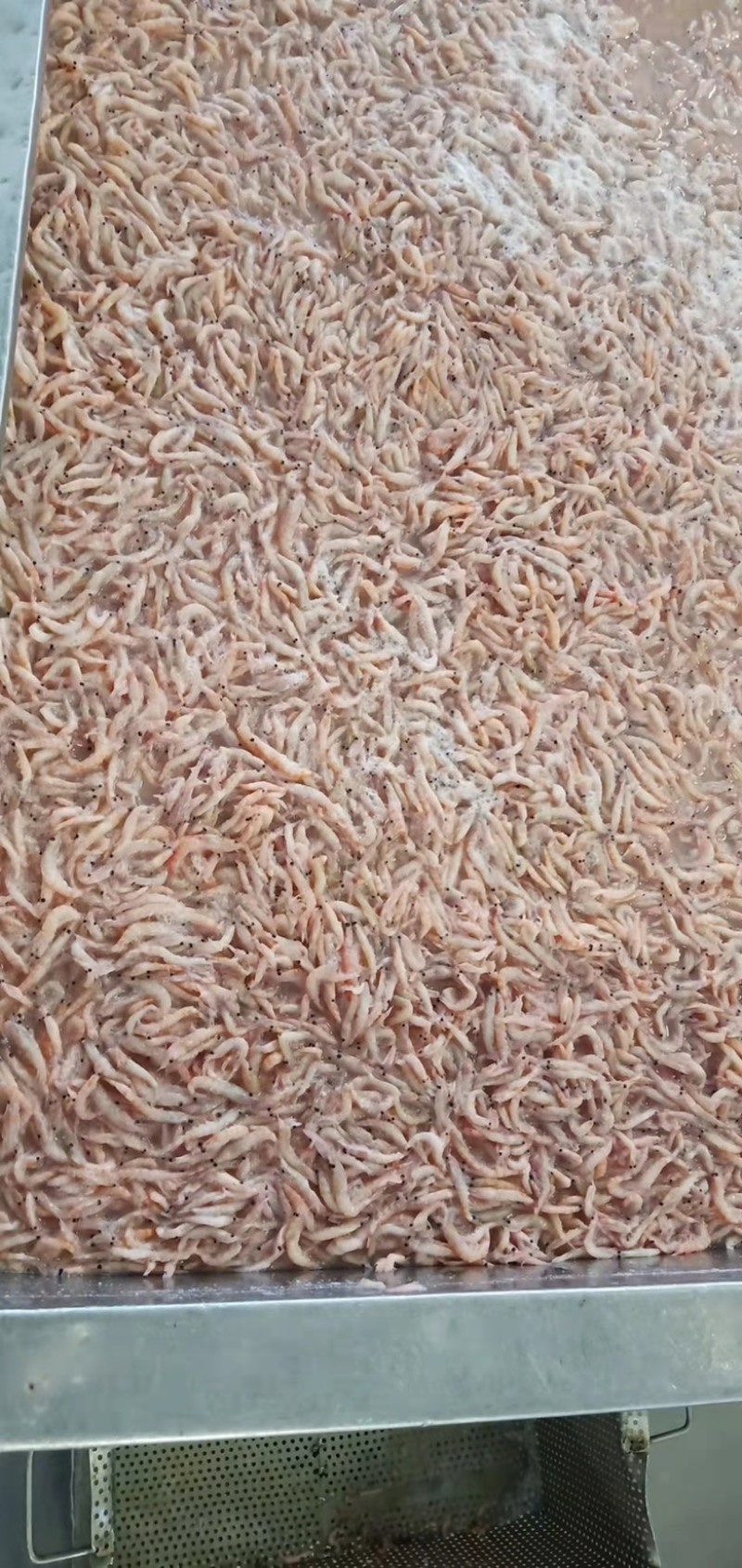 南极磷虾，大量供应ML双L现货，欢迎咨询价格