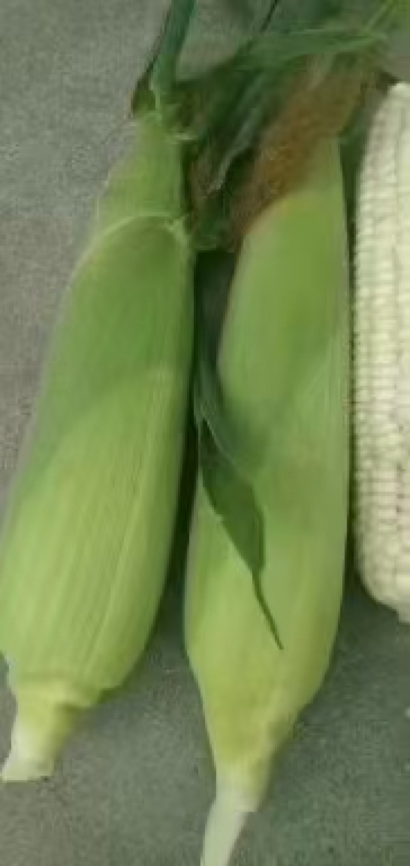 白玉米