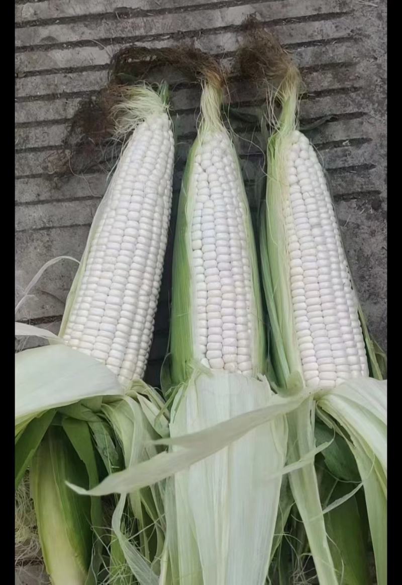 白玉米