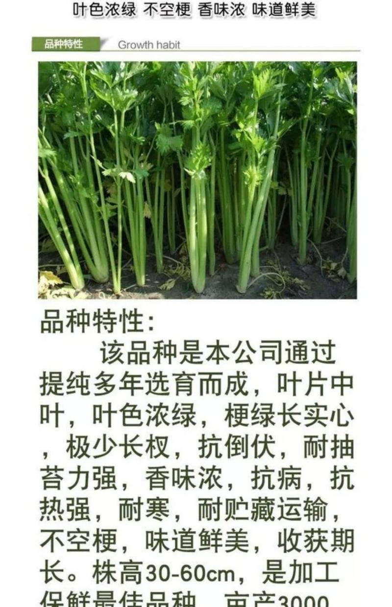 皇家小快芹芹菜种子，100克，梗绿长实心，耐热