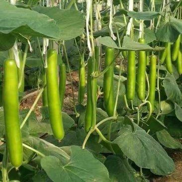 大量供应冷棚瓠瓜，夜开花，蒲瓜
