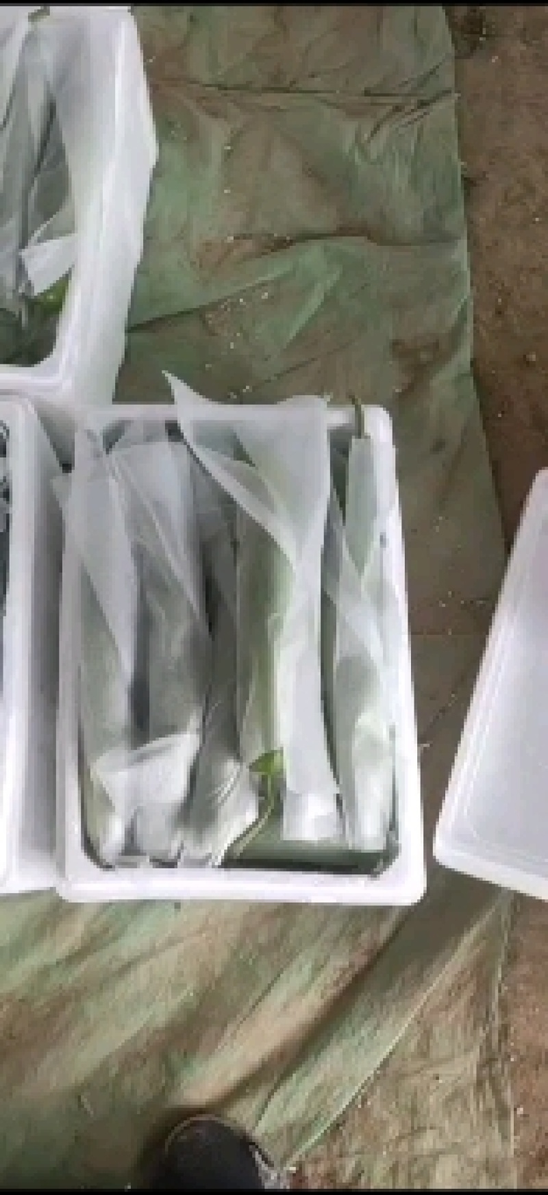 大量供应冷棚瓠瓜，夜开花，蒲瓜