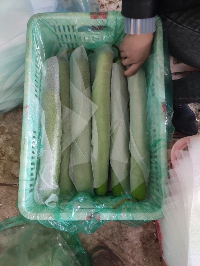 大量供应冷棚瓠瓜，夜开花，蒲瓜