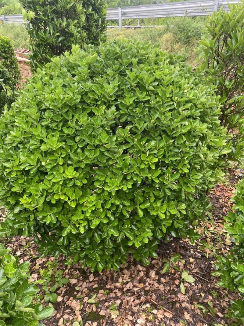 大叶黄杨球，大量出售80一2米冠幅，欢迎订购