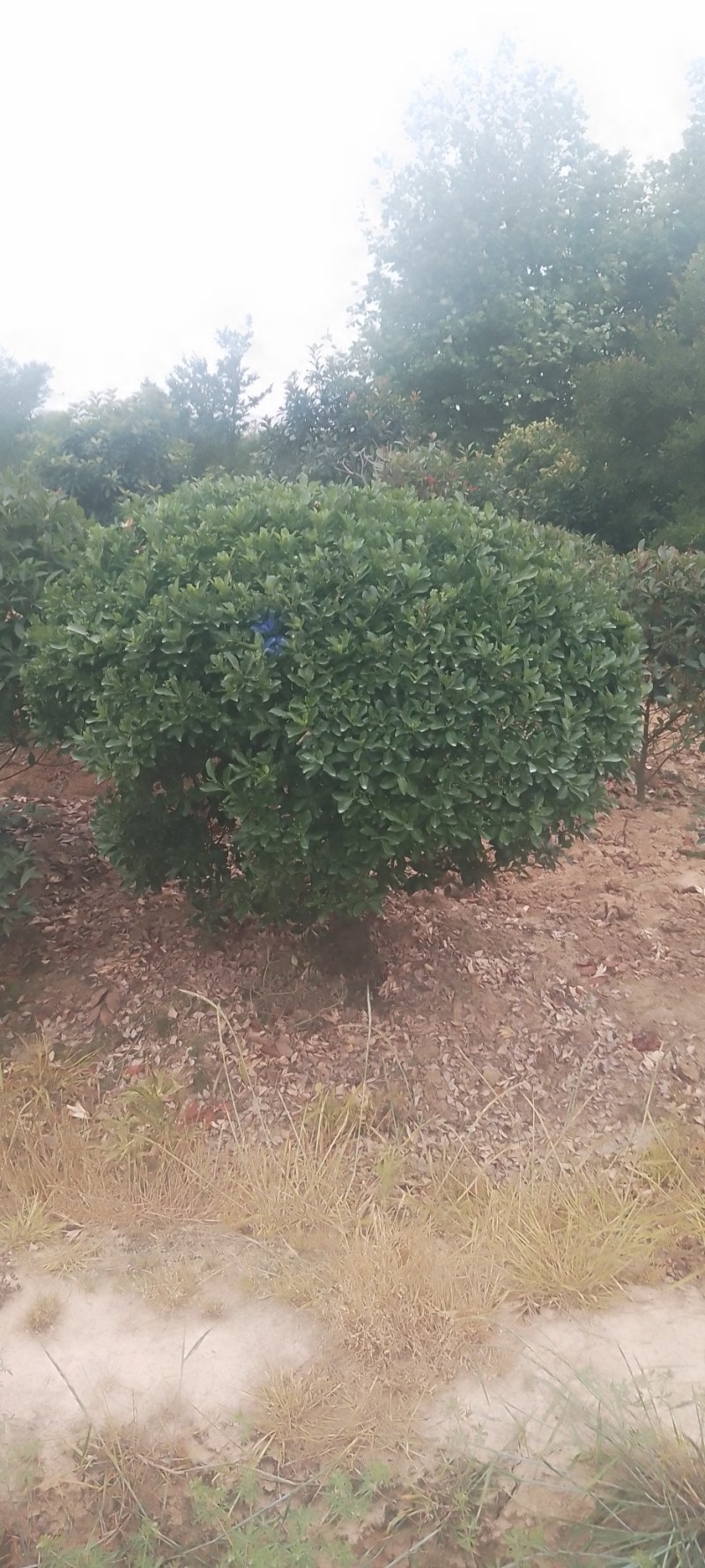 大叶黄杨球，大量出售80一2米冠幅，欢迎订购
