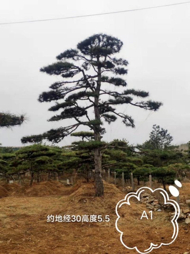15公分造型松造型黑松造型油松迎客松