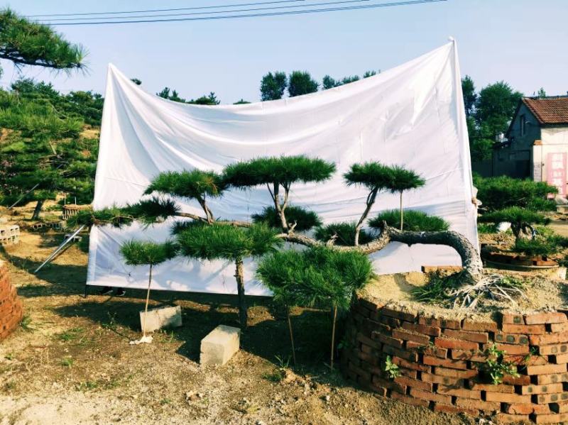 15公分造型松造型黑松造型油松迎客松
