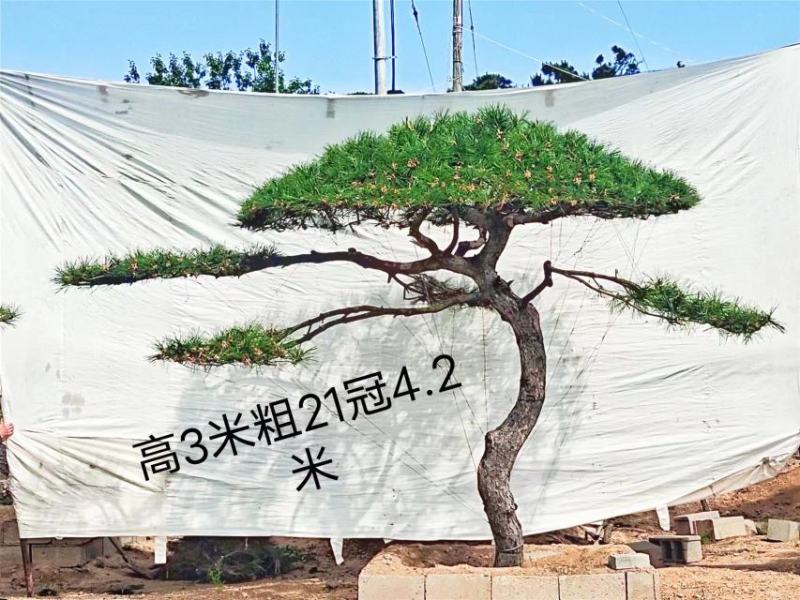15公分造型松造型黑松造型油松迎客松