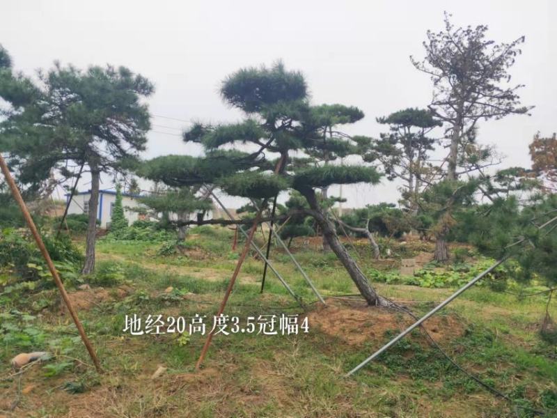 15公分造型松造型黑松造型油松迎客松