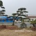 15公分造型松造型黑松造型油松迎客松
