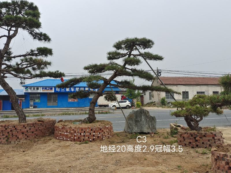 15公分造型松造型黑松造型油松迎客松