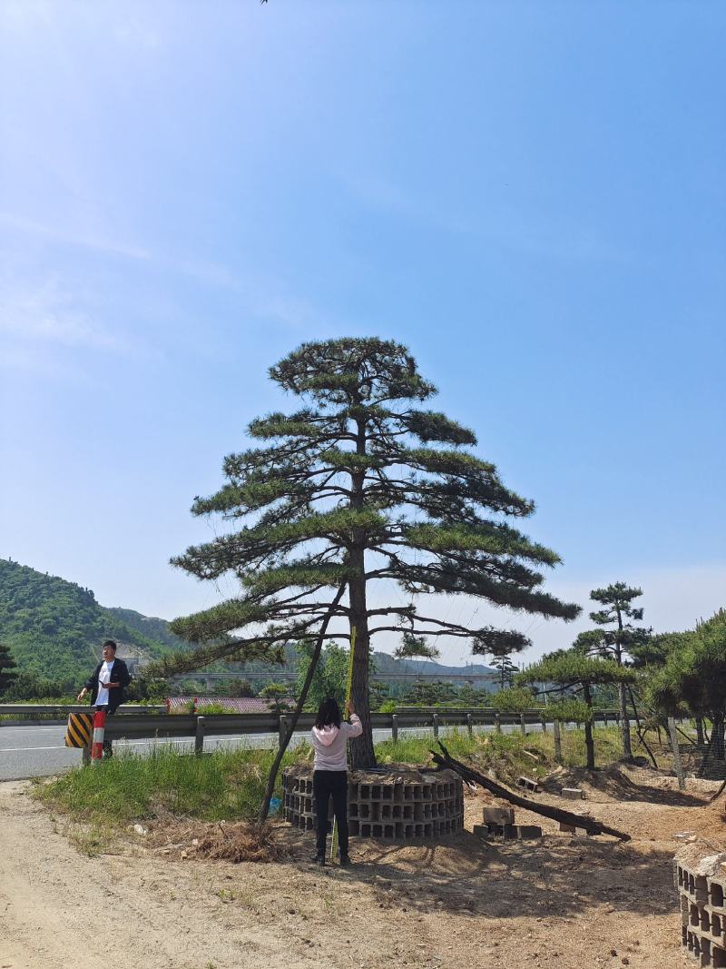 15公分造型松造型黑松造型油松迎客松