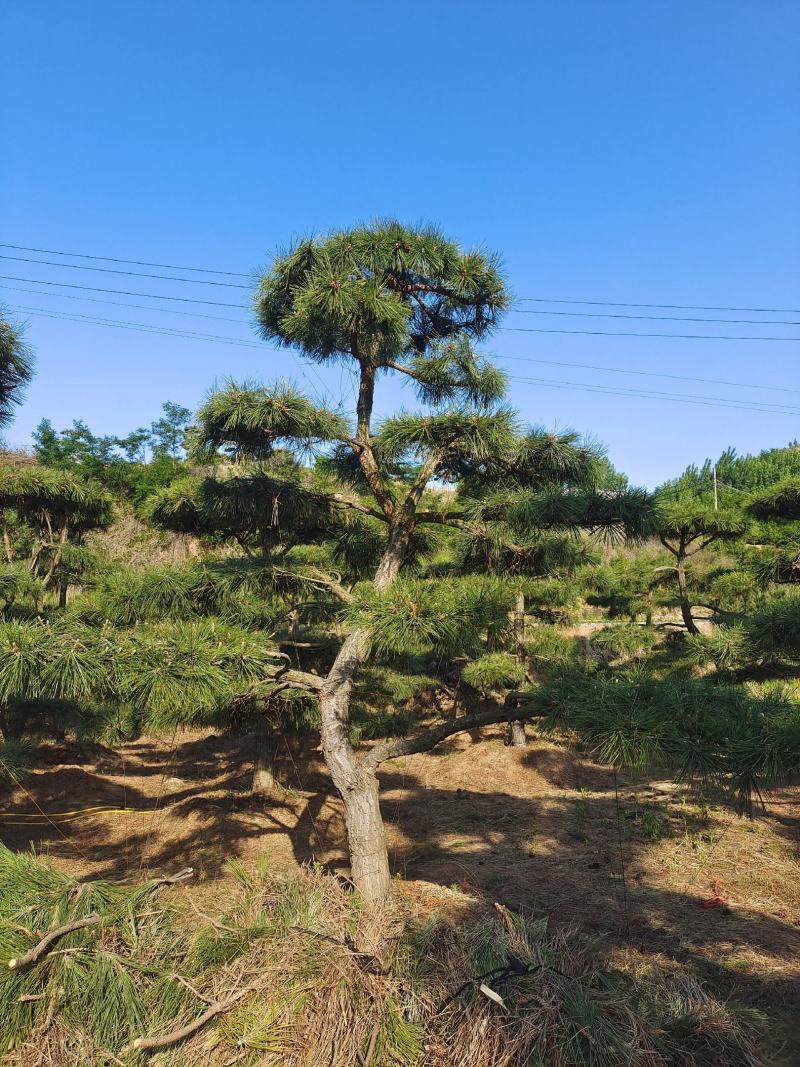 15公分造型松造型黑松造型油松迎客松