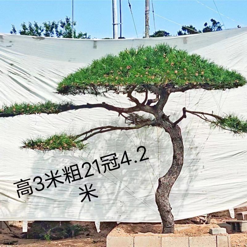 15公分造型松造型黑松造型油松迎客松
