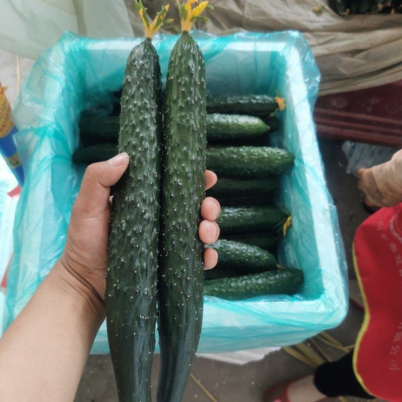 密刺黄瓜新鲜采摘顶花带刺，青梗青肉黑亮条货源充足