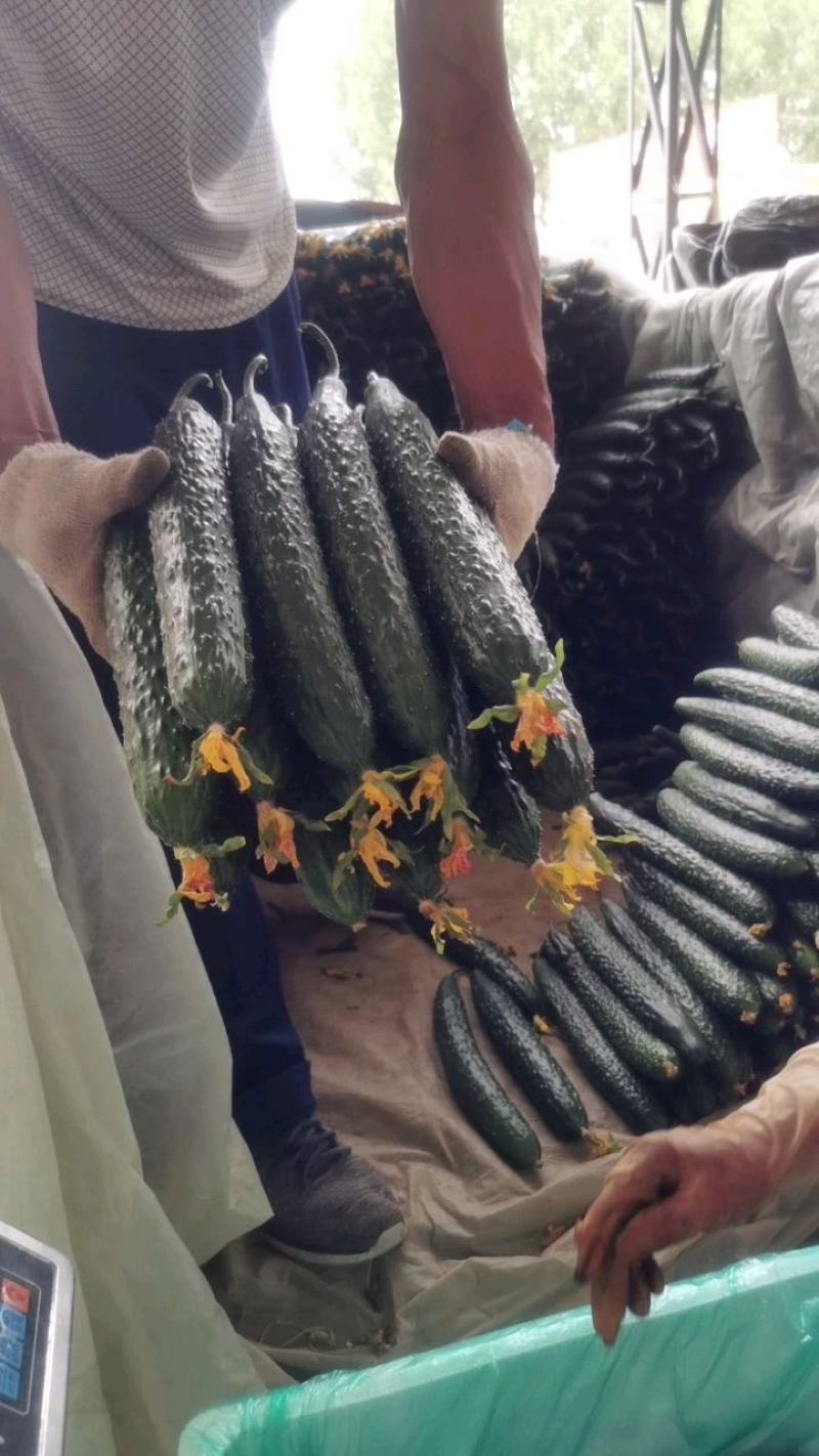 密刺黄瓜新鲜采摘顶花带刺，青梗青肉黑亮条货源充足