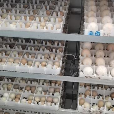 芦丁鸡种蛋受精蛋食用鸡蛋可孵化种蛋芦丁鸡观赏鸡