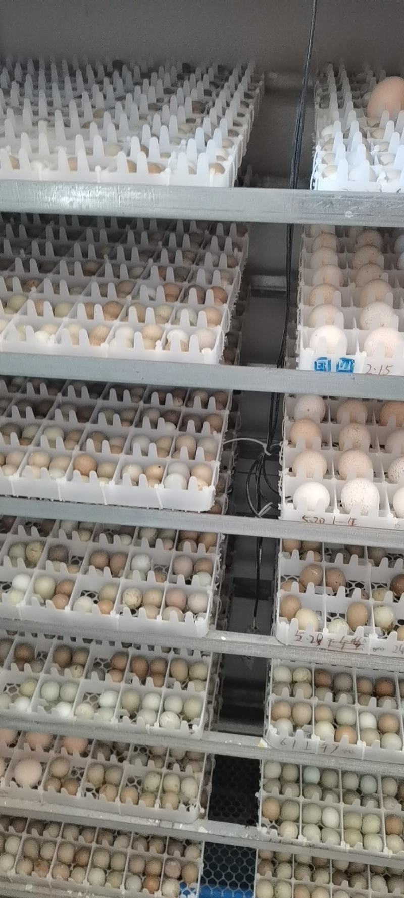 芦丁鸡种蛋受精蛋食用鸡蛋可孵化种蛋芦丁鸡观赏鸡