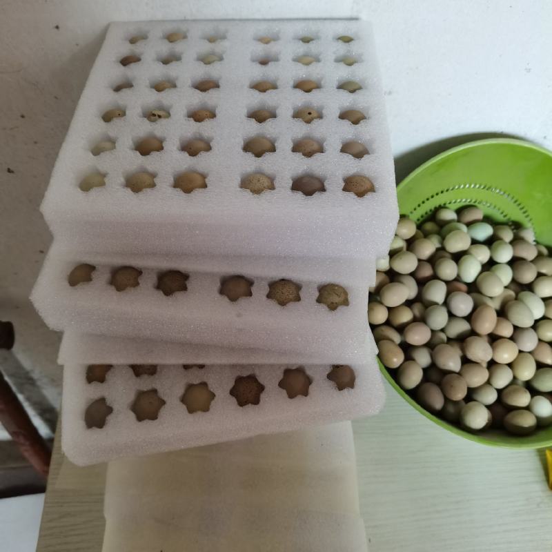 芦丁鸡种蛋受精蛋食用鸡蛋可孵化种蛋芦丁鸡观赏鸡