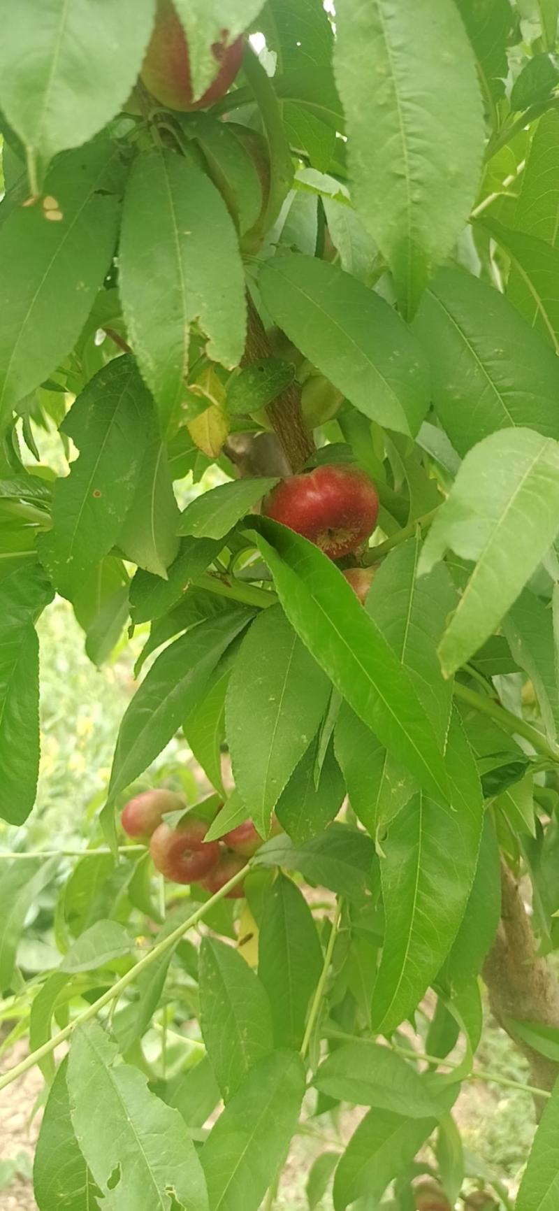 【推荐】自产自销油蟠桃，口感脆甜，