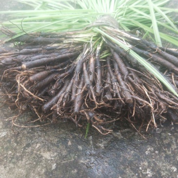 仙茅