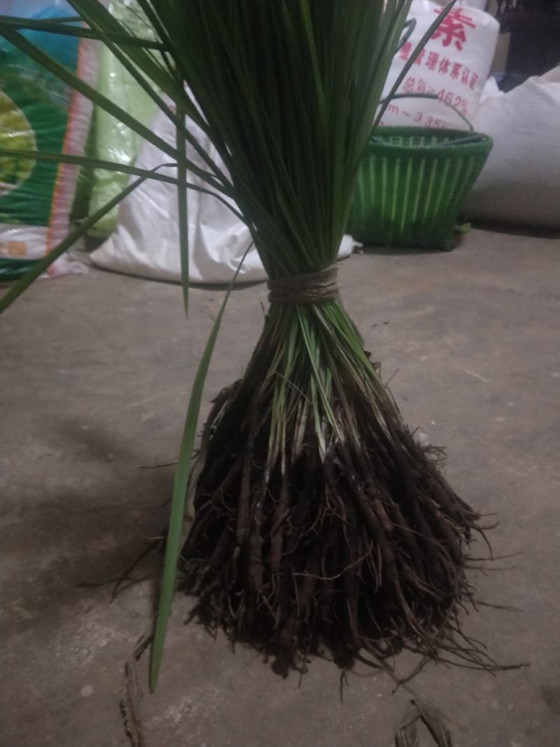 仙茅
